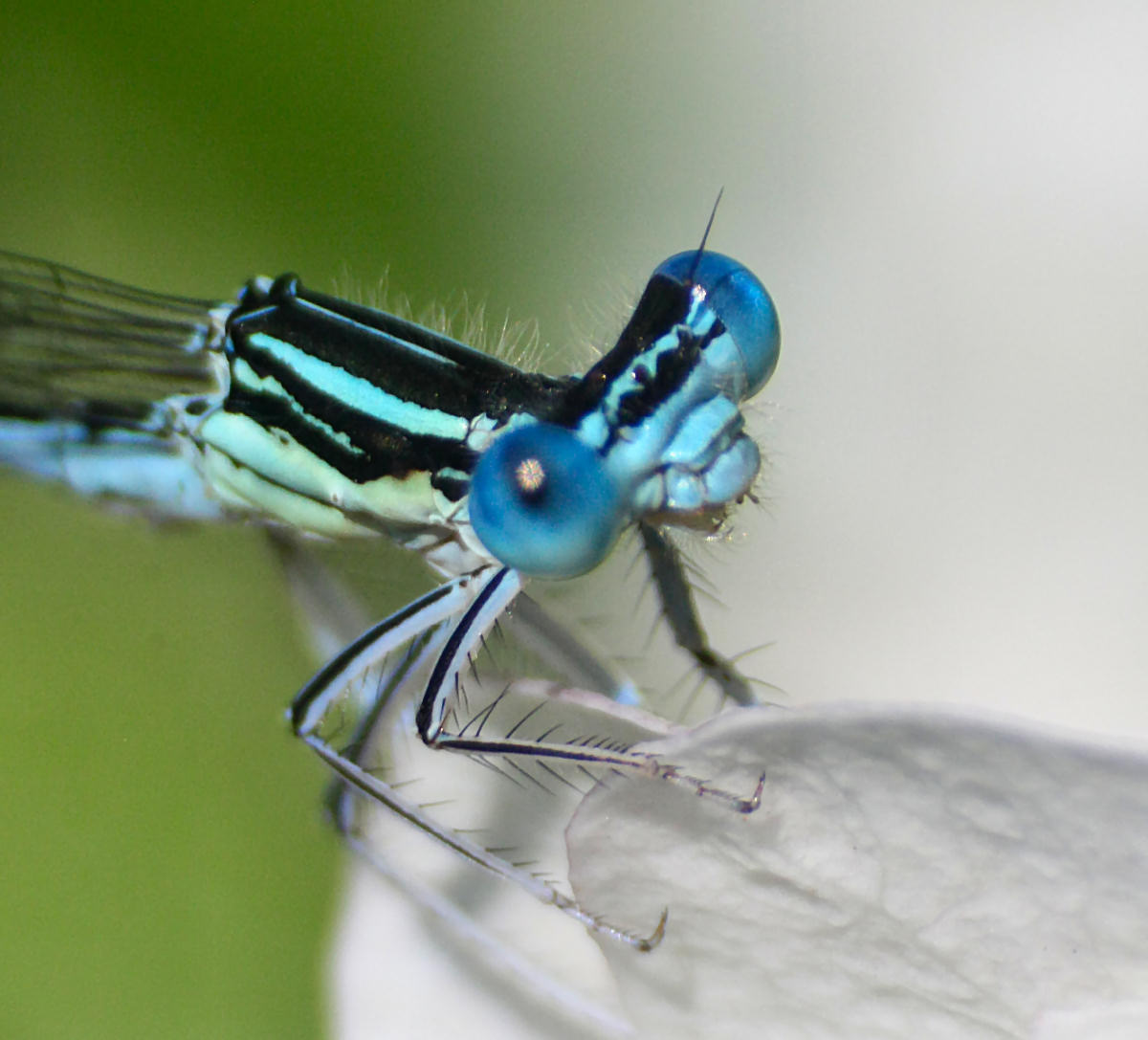 libellulina da identificare: Platycnemis pennipes